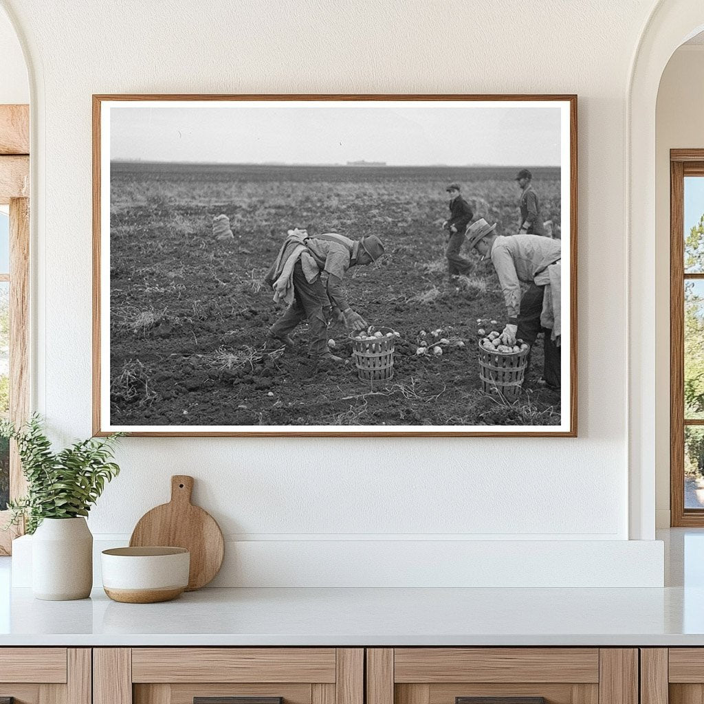 1937 Agricultural Workers Harvesting Potatoes in Minnesota - Available at KNOWOL