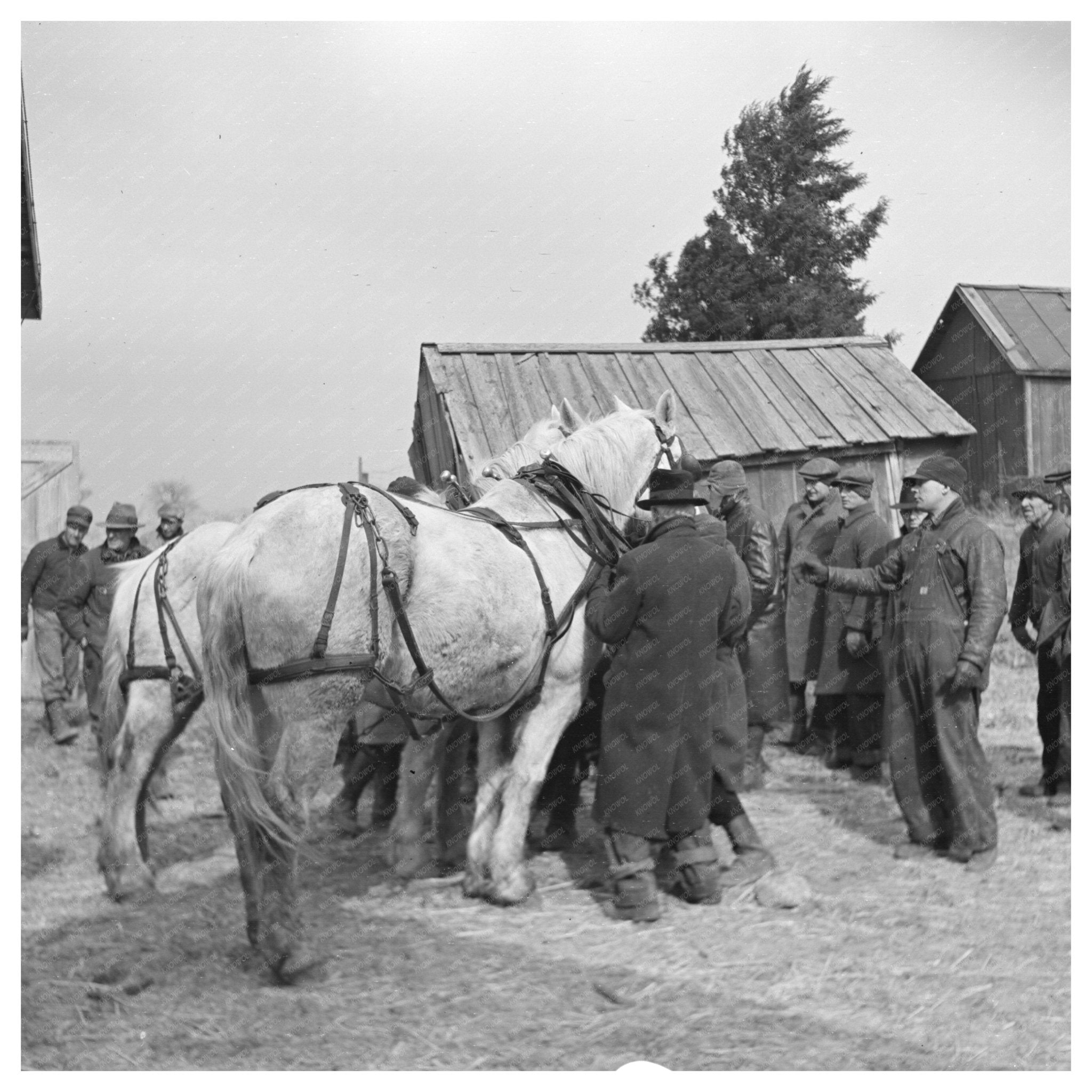 1937 Auction of Horses at Frank Sheroans Farm Indiana - Available at KNOWOL