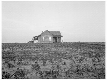 1937 Cotton Sharecropper Farm in Texas Image - Available at KNOWOL