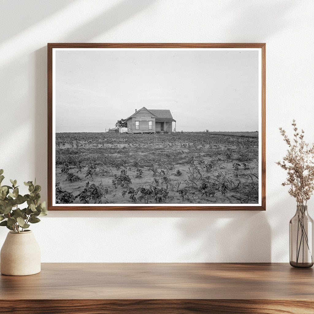 1937 Cotton Sharecropper Farm in Texas Image - Available at KNOWOL