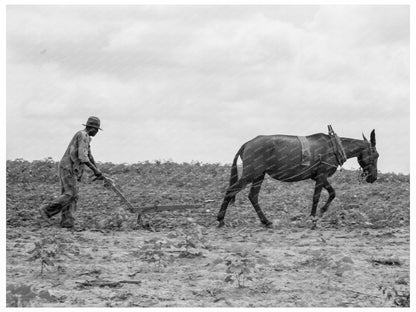 1937 Cotton Sharecroppers Unit in Greene County Georgia - Available at KNOWOL