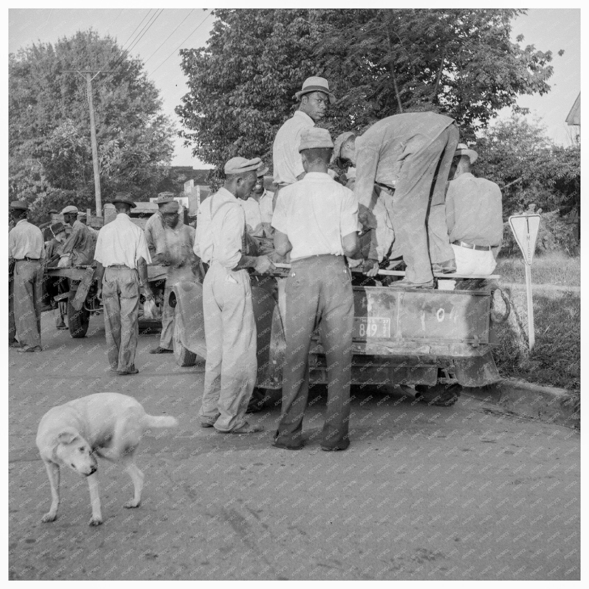 1937 Cotton Workers Transportation in Greenville Mississippi - Available at KNOWOL