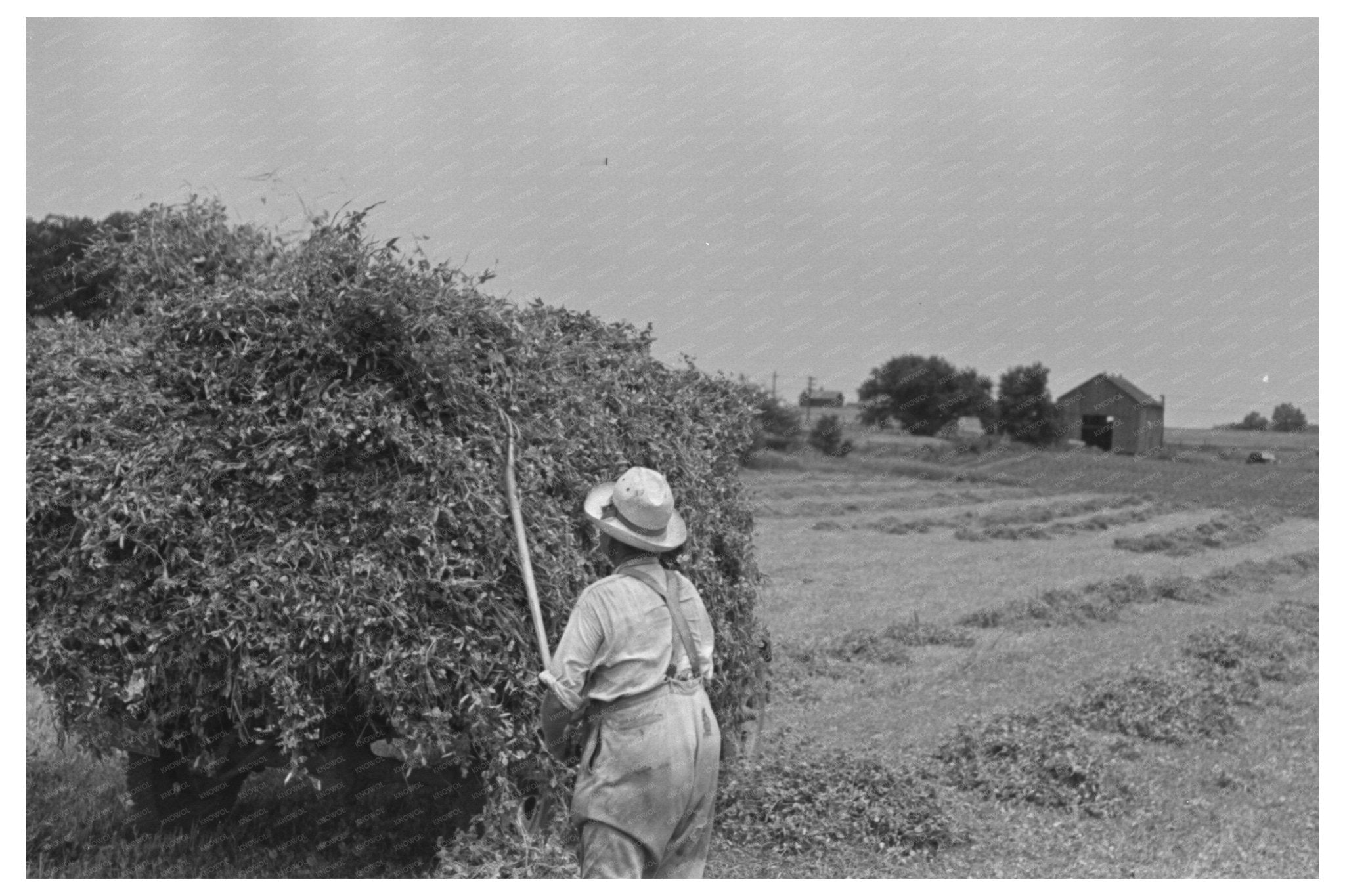 1937 Farmer Pitching Pea Vines on Truck Wisconsin Farm - Available at KNOWOL