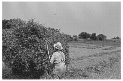 1937 Farmer Pitching Pea Vines on Truck Wisconsin Farm - Available at KNOWOL