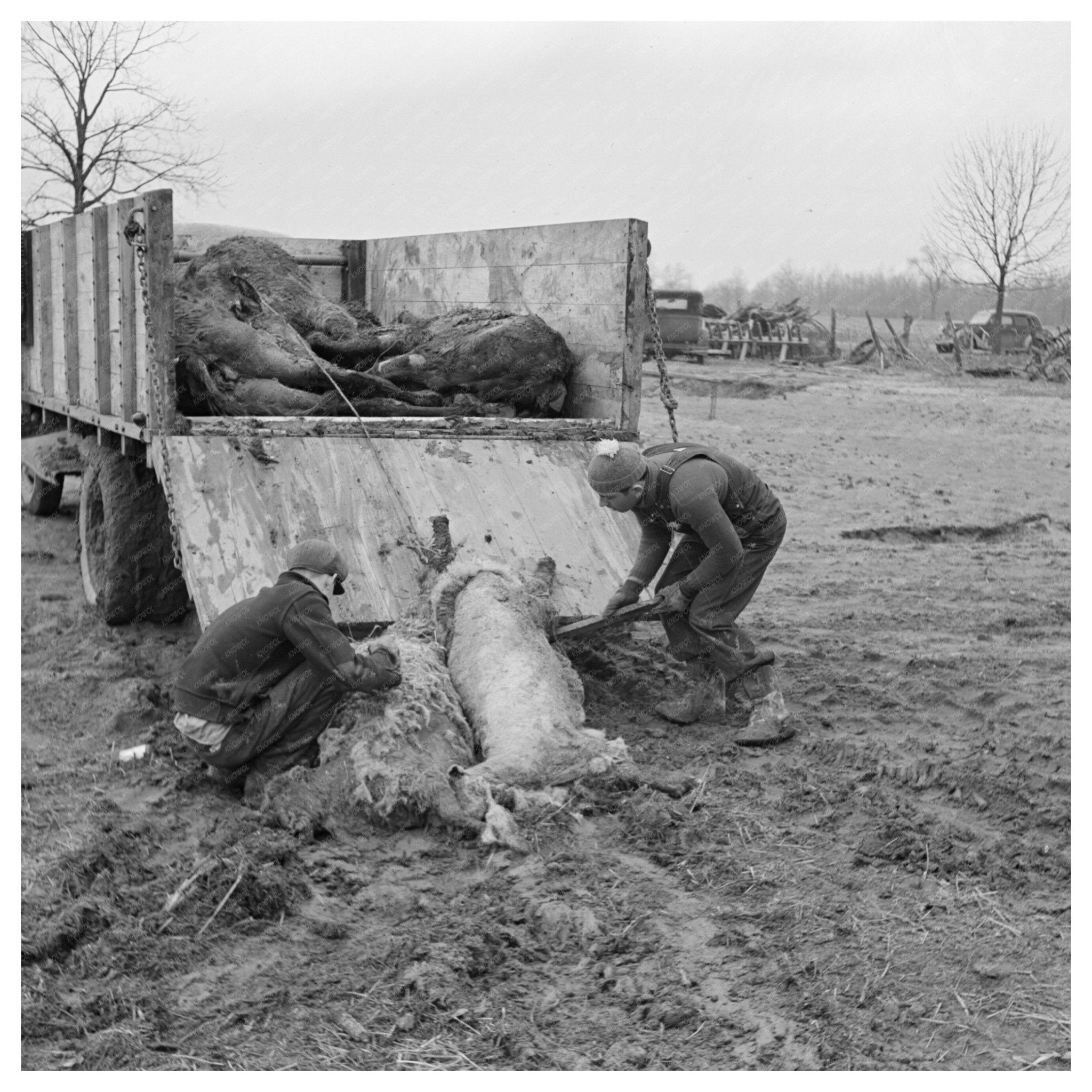 1937 Flood Impact on Livestock in Posey County Indiana - Available at KNOWOL