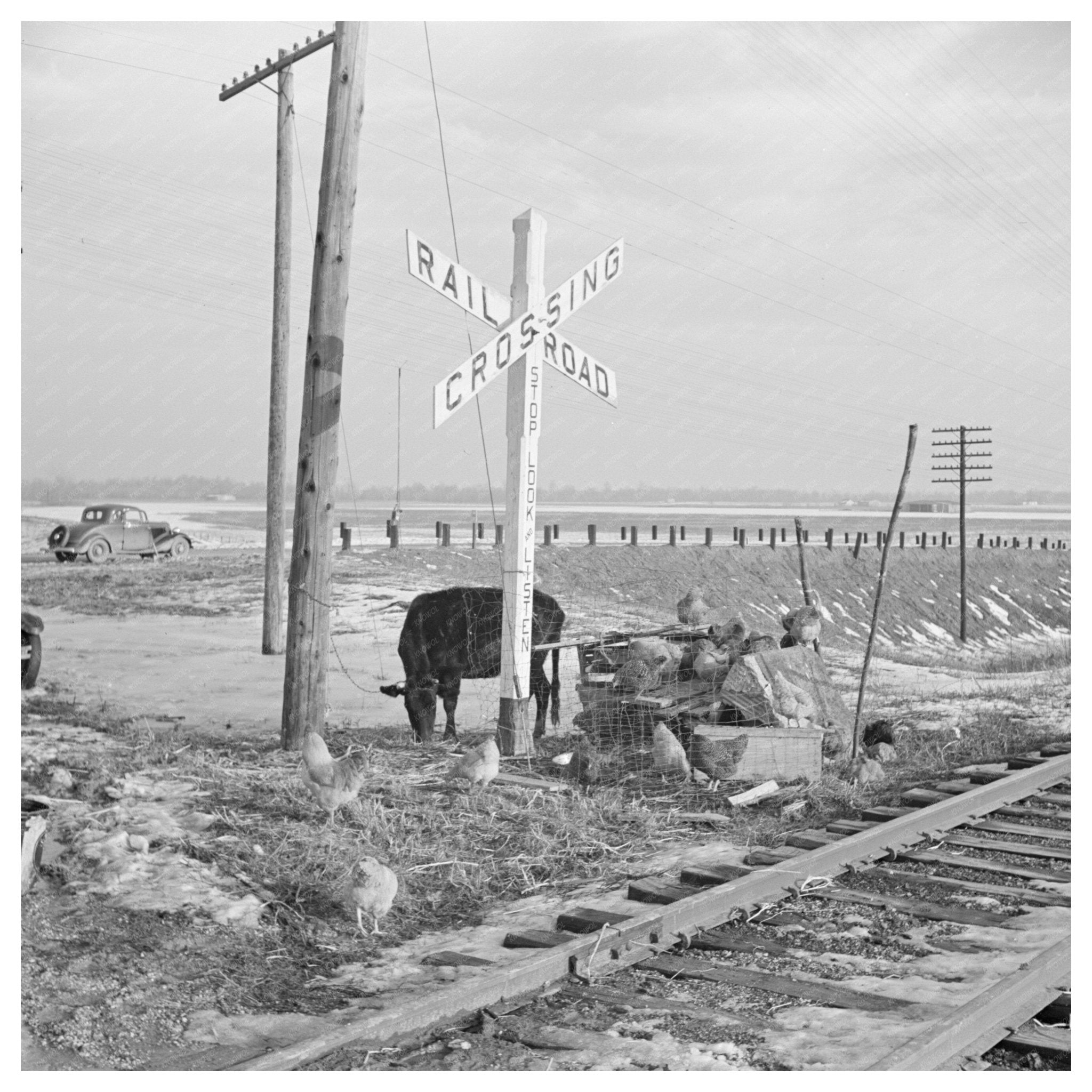 1937 Flood Relocation of Livestock in Alexander County Illinois - Available at KNOWOL