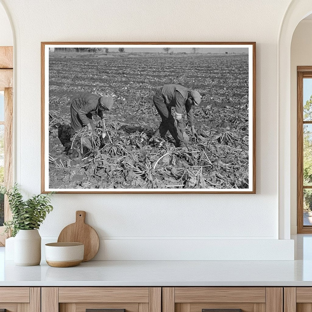 1937 Laborers Picking Beets Near East Grand Forks Minnesota - Available at KNOWOL