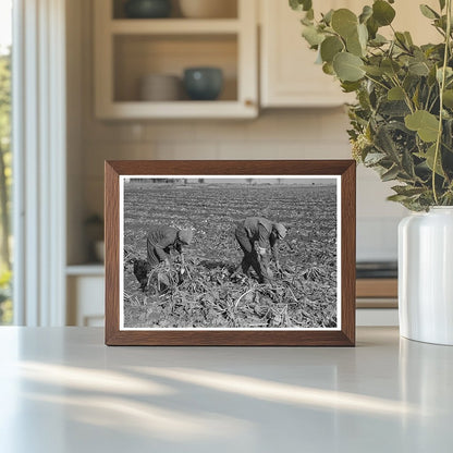 1937 Laborers Picking Beets Near East Grand Forks Minnesota - Available at KNOWOL