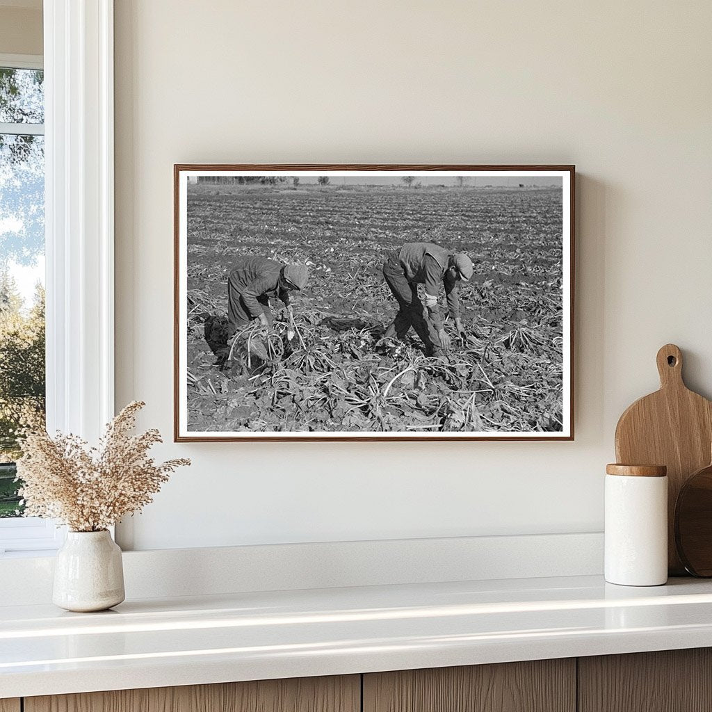 1937 Laborers Picking Beets Near East Grand Forks Minnesota - Available at KNOWOL