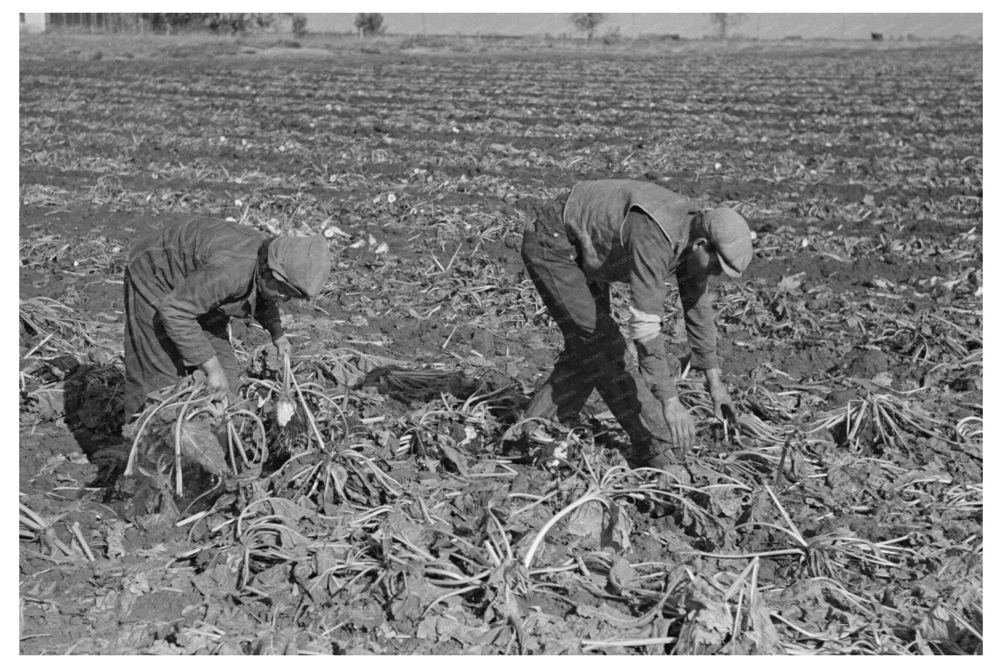 1937 Laborers Picking Beets Near East Grand Forks Minnesota - Available at KNOWOL