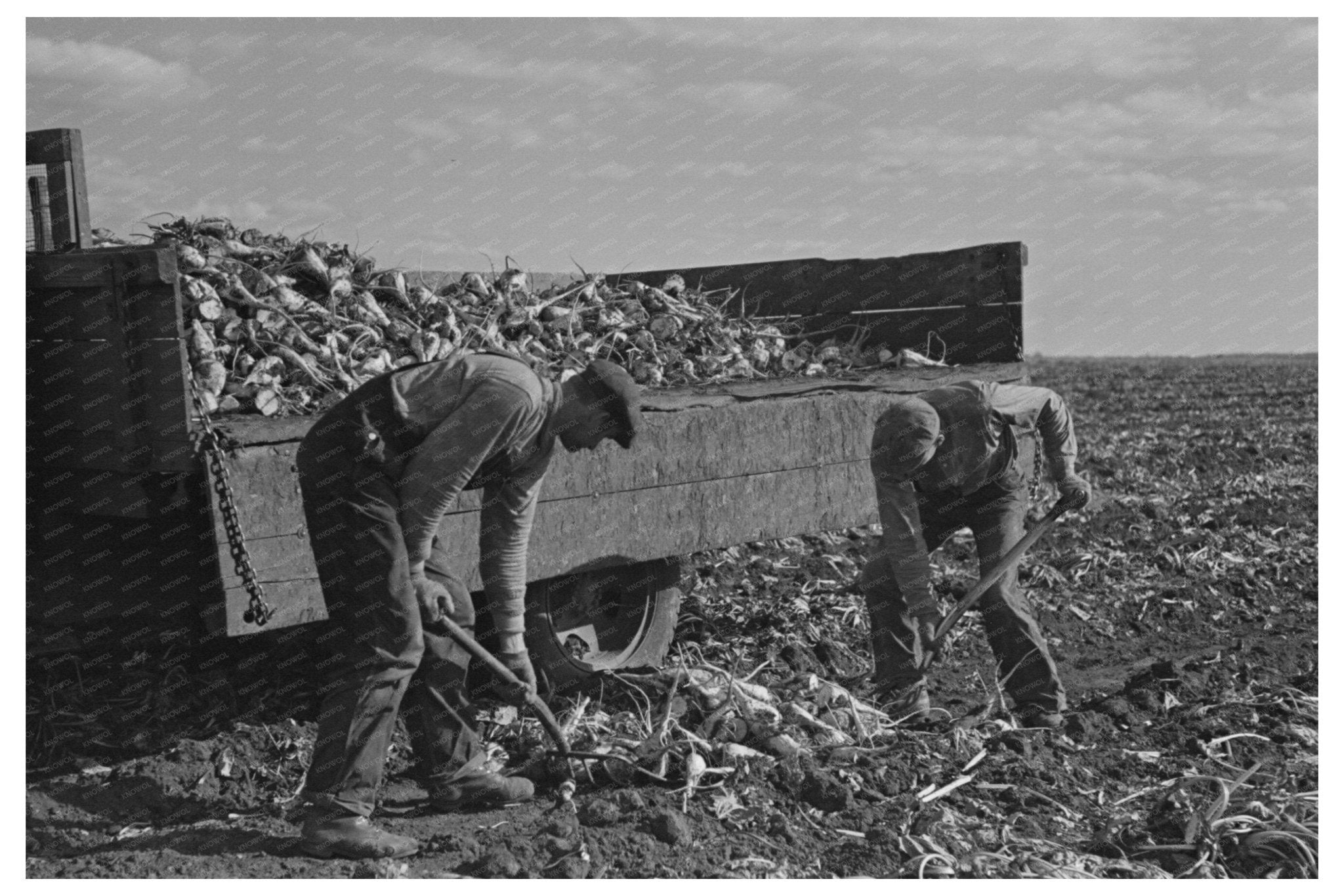 1937 Loading Topped Beets onto Truck in East Grand Forks - Available at KNOWOL