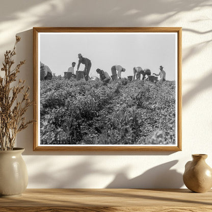 1937 Migratory Laborers Harvesting Peas in Nipomo California - Available at KNOWOL