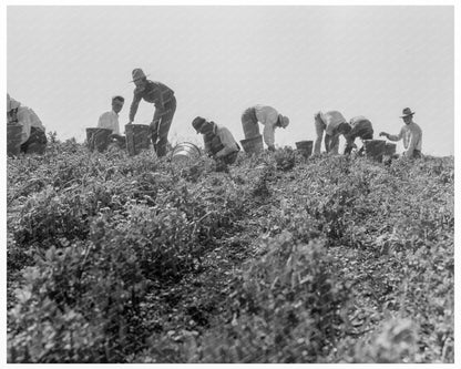 1937 Migratory Laborers Harvesting Peas in Nipomo California - Available at KNOWOL