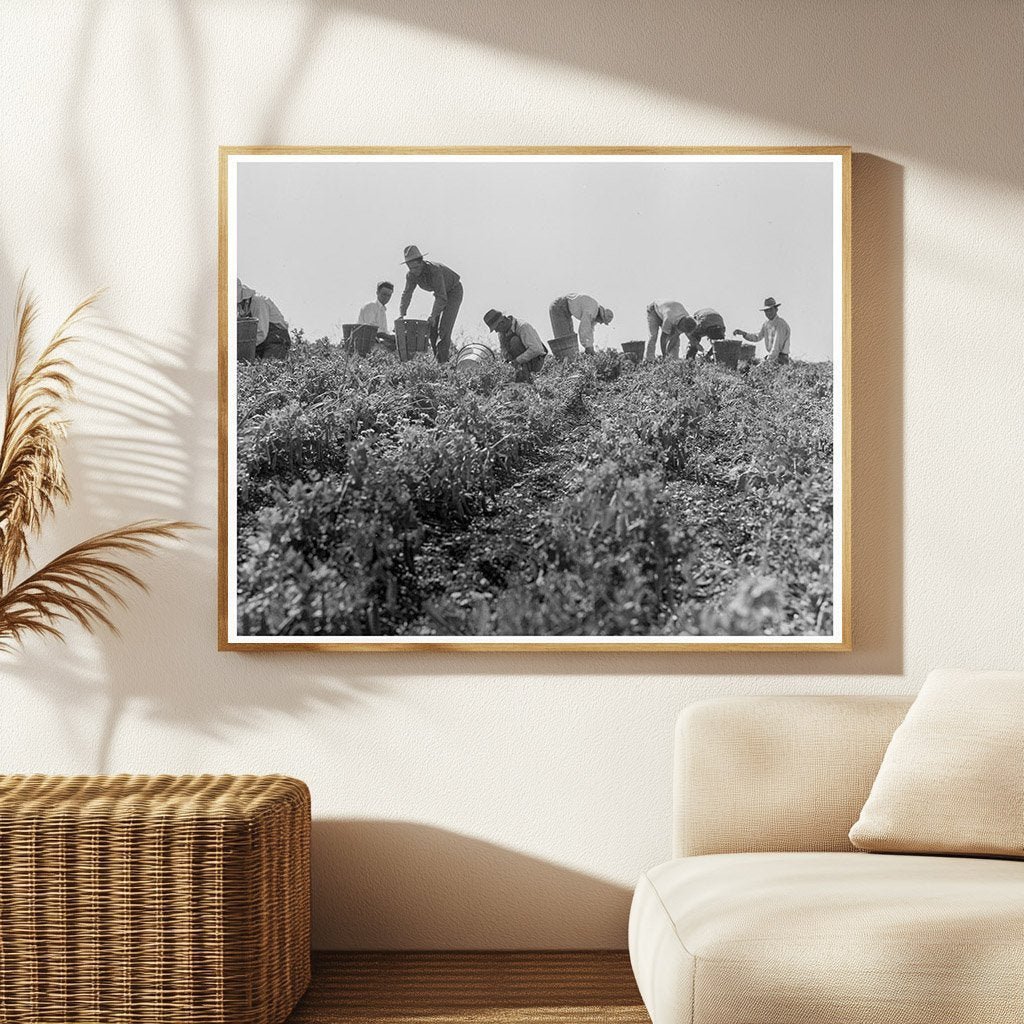 1937 Migratory Laborers Harvesting Peas in Nipomo California - Available at KNOWOL