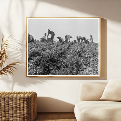 1937 Migratory Laborers Harvesting Peas in Nipomo California - Available at KNOWOL