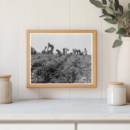 1937 Migratory Laborers Harvesting Peas in Nipomo California - Available at KNOWOL