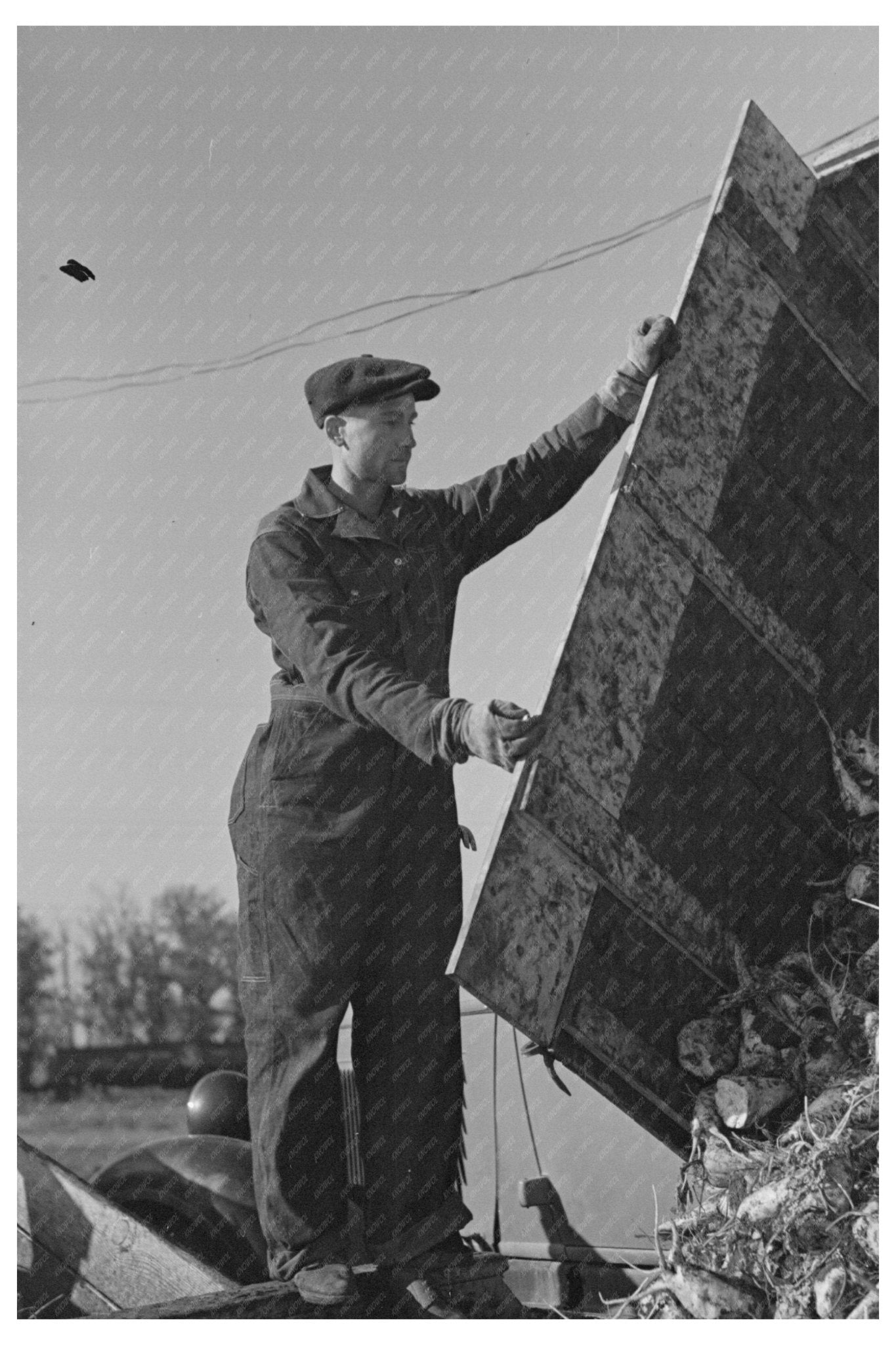 1937 Sugar Beet Unloading in East Grand Forks Minnesota - Available at KNOWOL