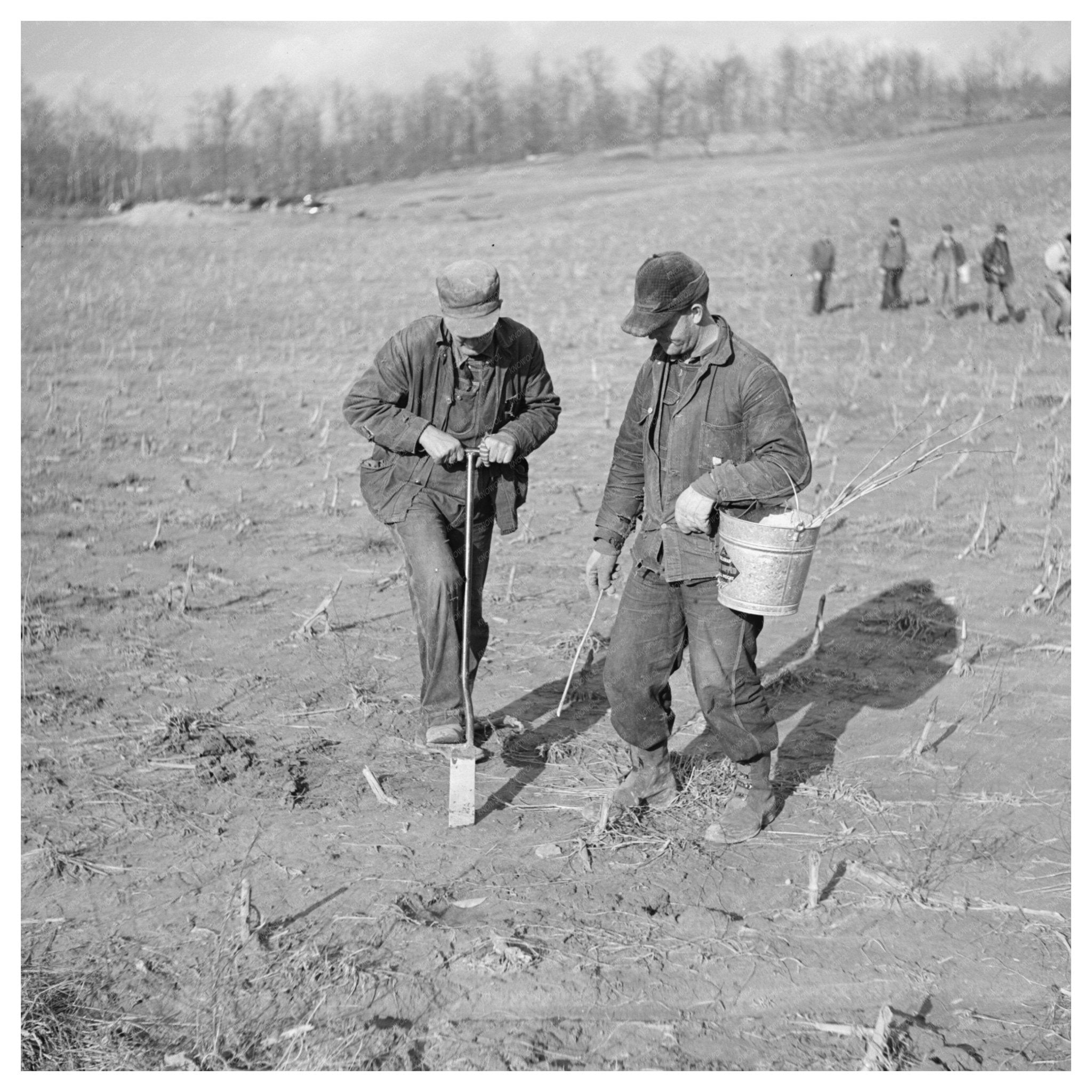 1937 Tree Planting Initiative in Martin County Indiana - Available at KNOWOL