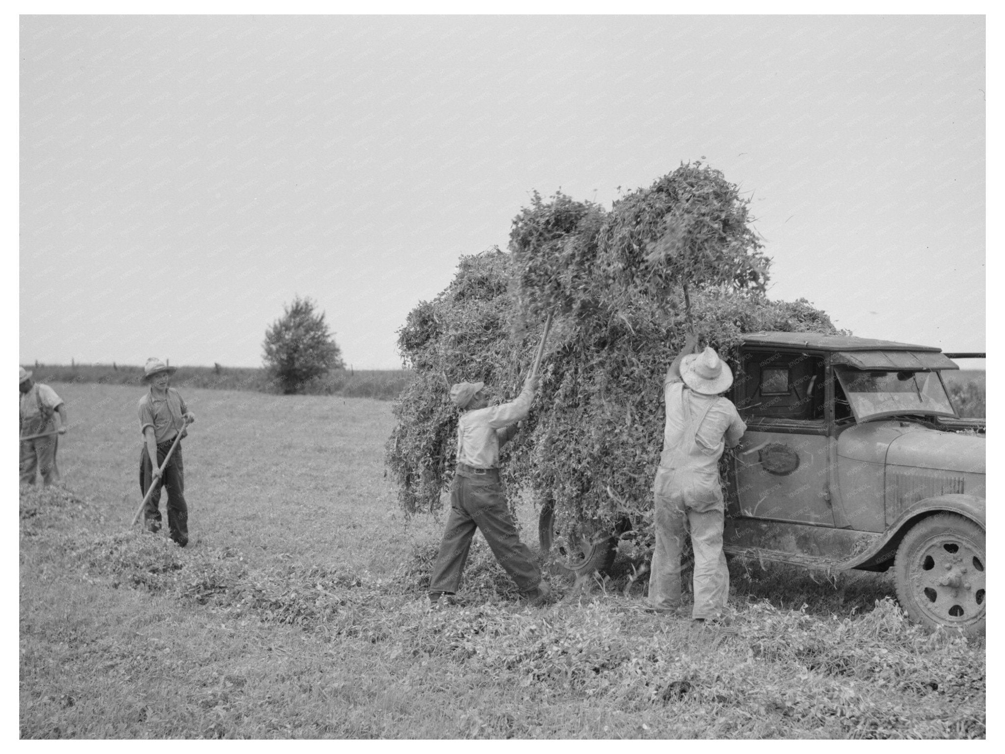 1937 Truck Loaded with Pea Vines in Wisconsin Fields - Available at KNOWOL