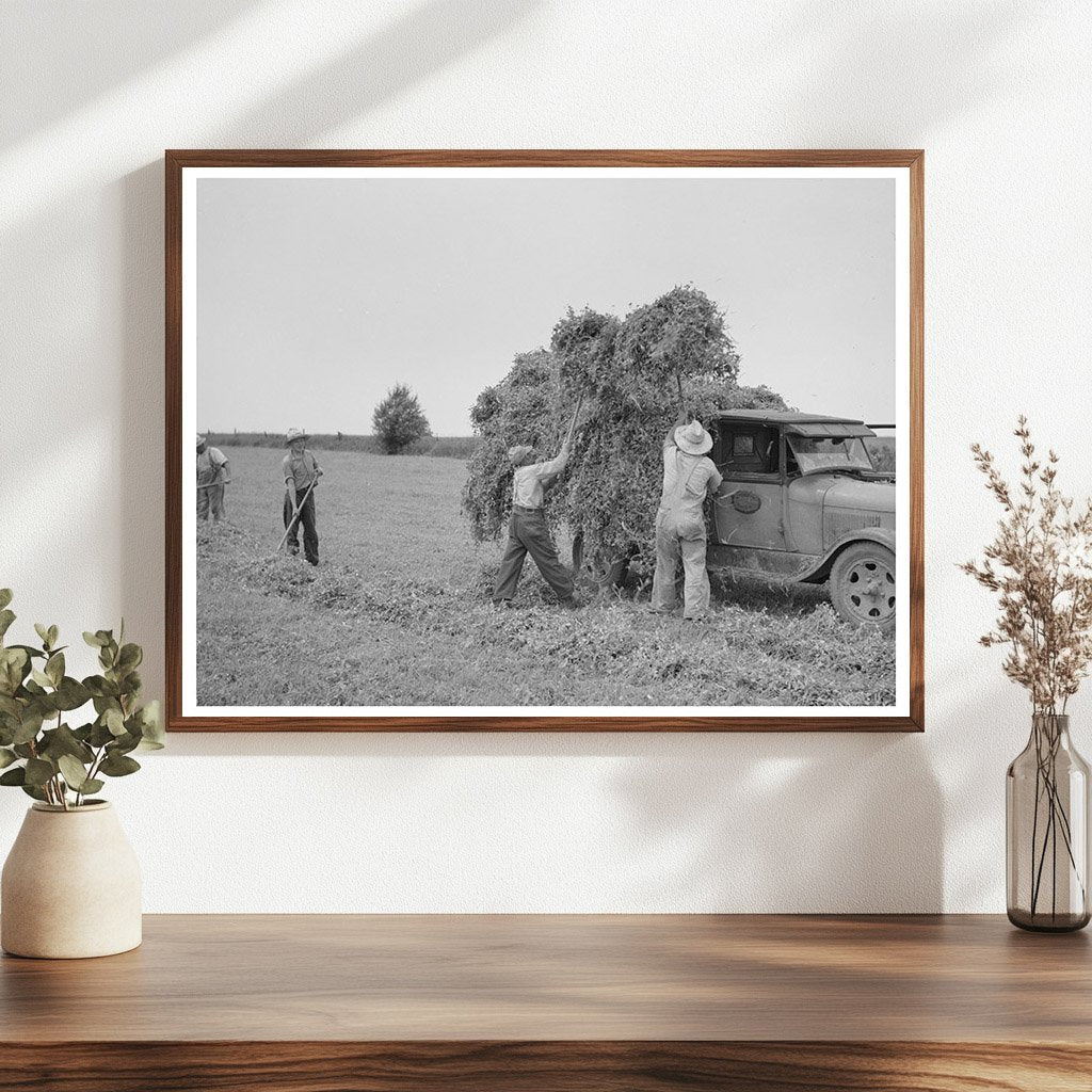 1937 Truck Loaded with Pea Vines in Wisconsin Fields - Available at KNOWOL