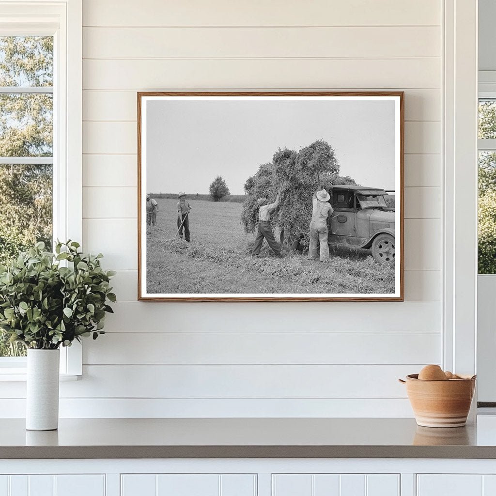 1937 Truck Loaded with Pea Vines in Wisconsin Fields - Available at KNOWOL