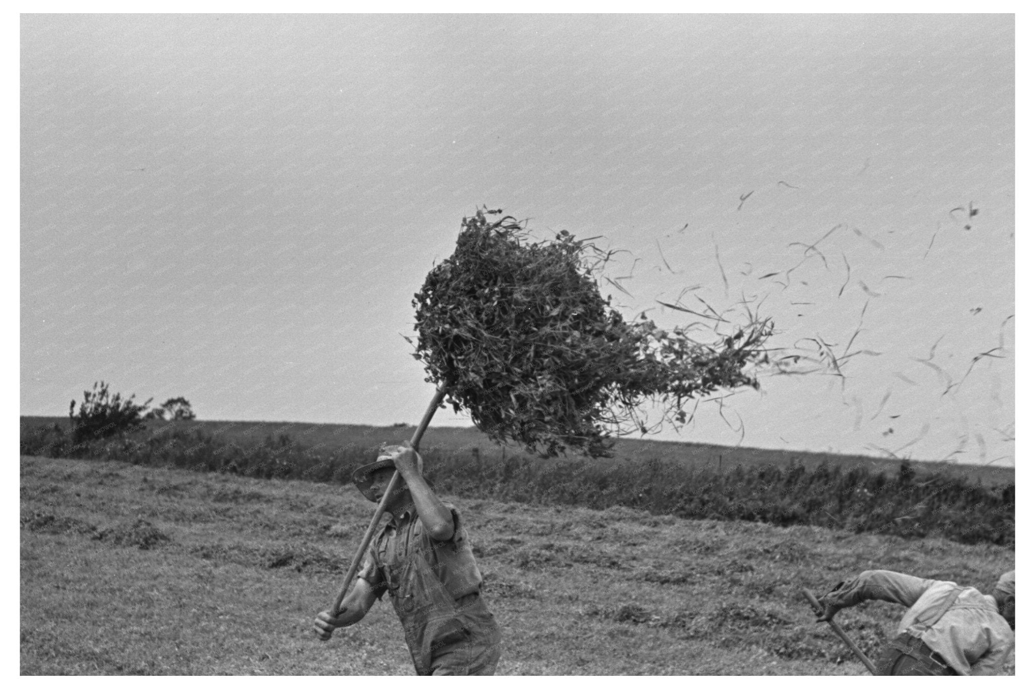 1937 Vintage Farmer Pitching Pea Vines in Wisconsin - Available at KNOWOL