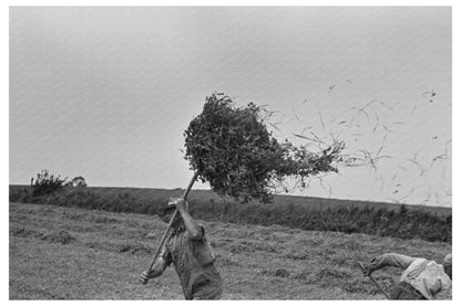 1937 Vintage Farmer Pitching Pea Vines in Wisconsin - Available at KNOWOL