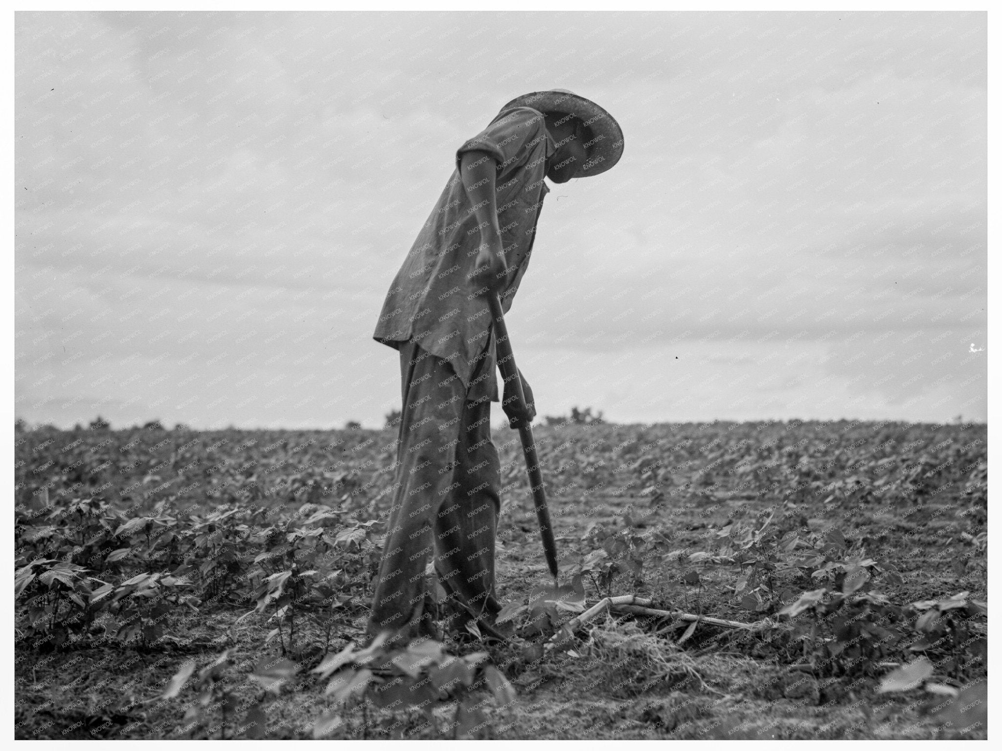 1937 Vintage Image of Cotton Workers in Yazoo City Mississippi - Available at KNOWOL