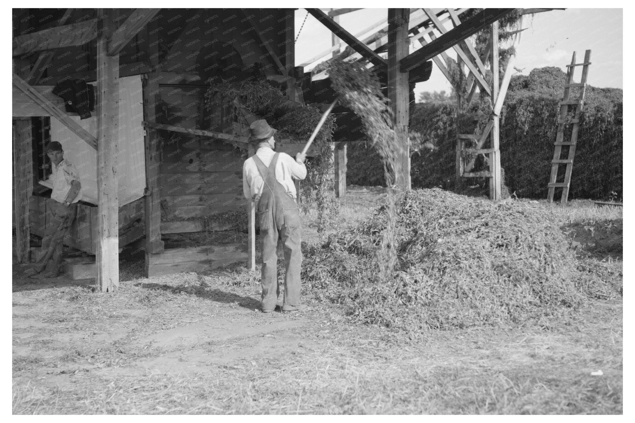 1937 Vintage Pea Vine Harvesting in Sun Prairie Wisconsin - Available at KNOWOL