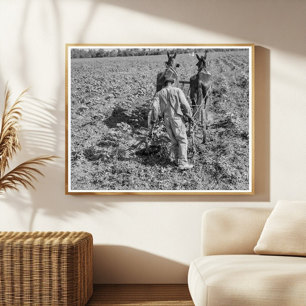 1937 Vintage Photo of Cotton Sharecropper in Louisiana - Available at KNOWOL