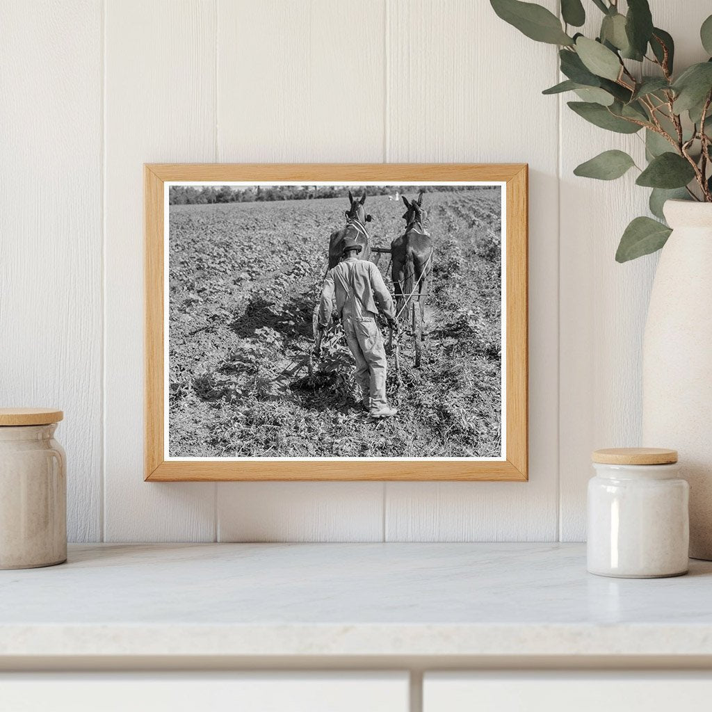 1937 Vintage Photo of Cotton Sharecropper in Louisiana - Available at KNOWOL