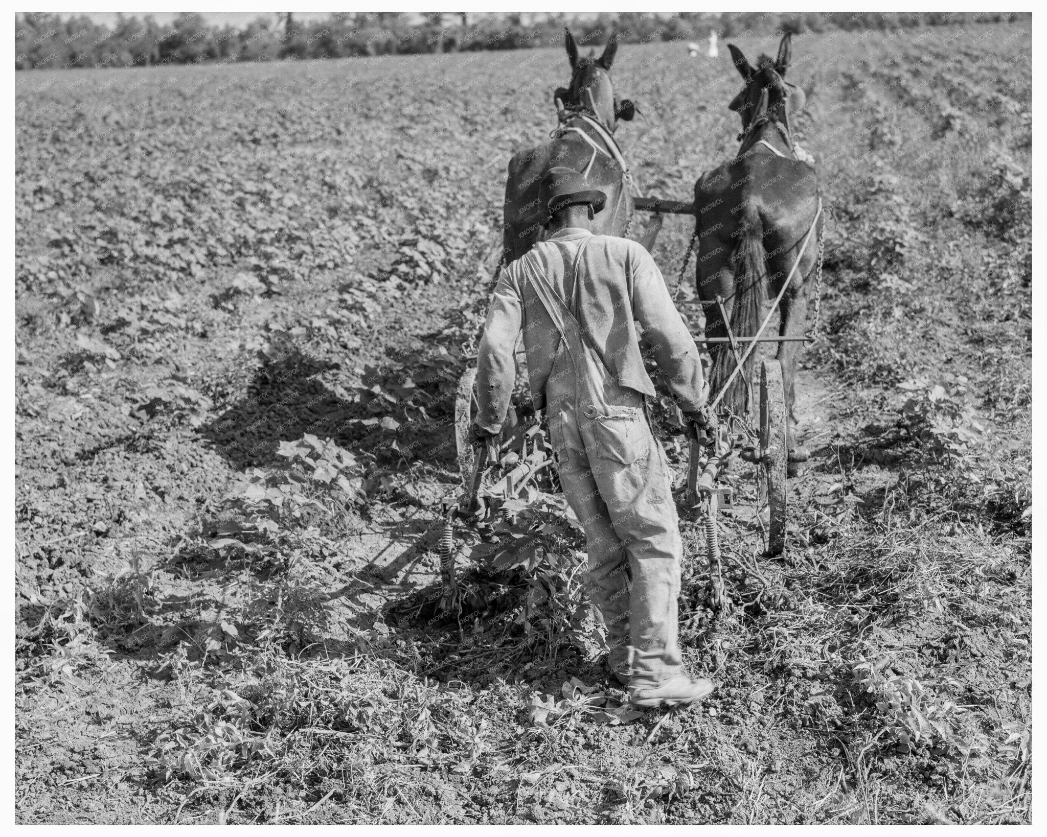 1937 Vintage Photo of Cotton Sharecropper in Louisiana - Available at KNOWOL