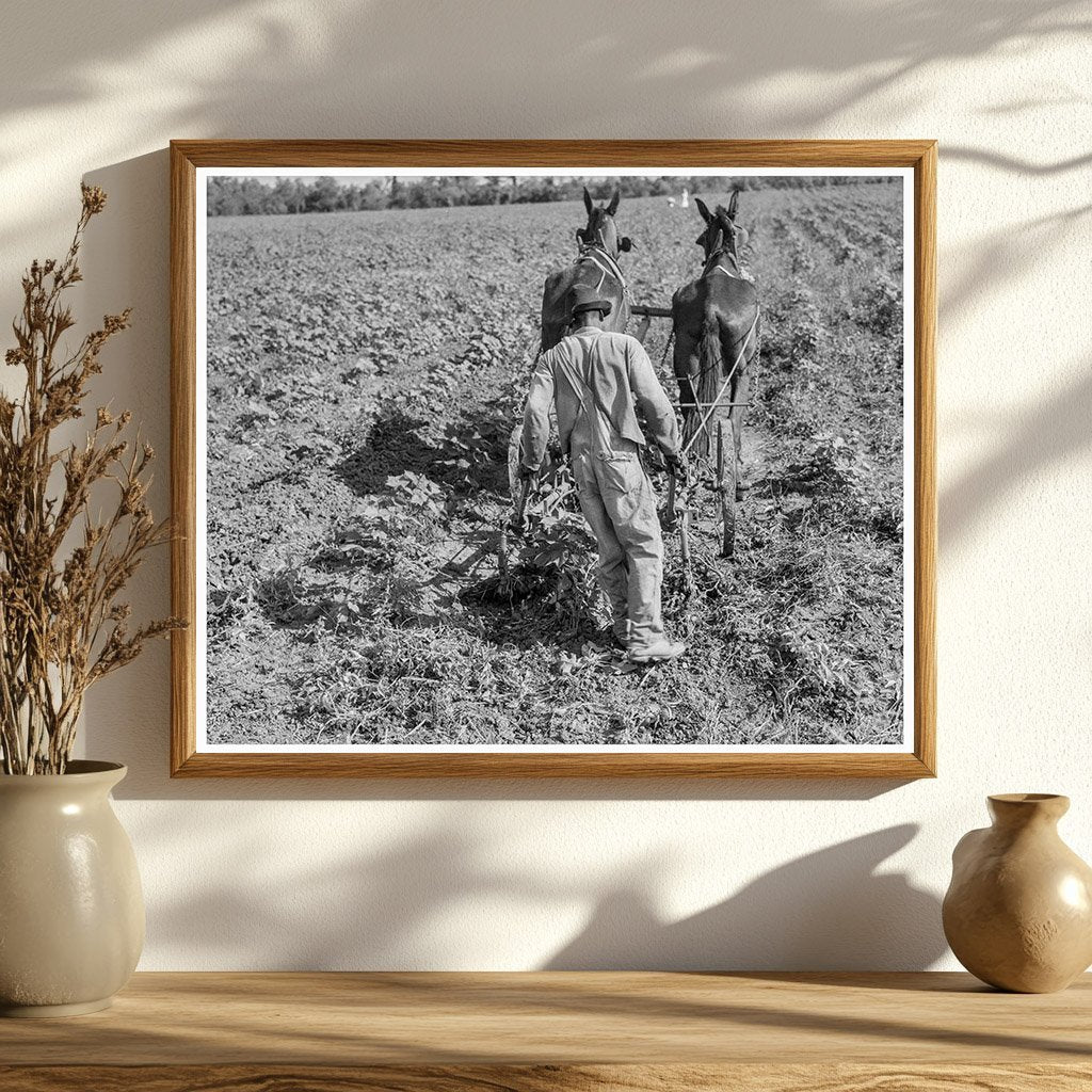 1937 Vintage Photo of Cotton Sharecropper in Louisiana - Available at KNOWOL