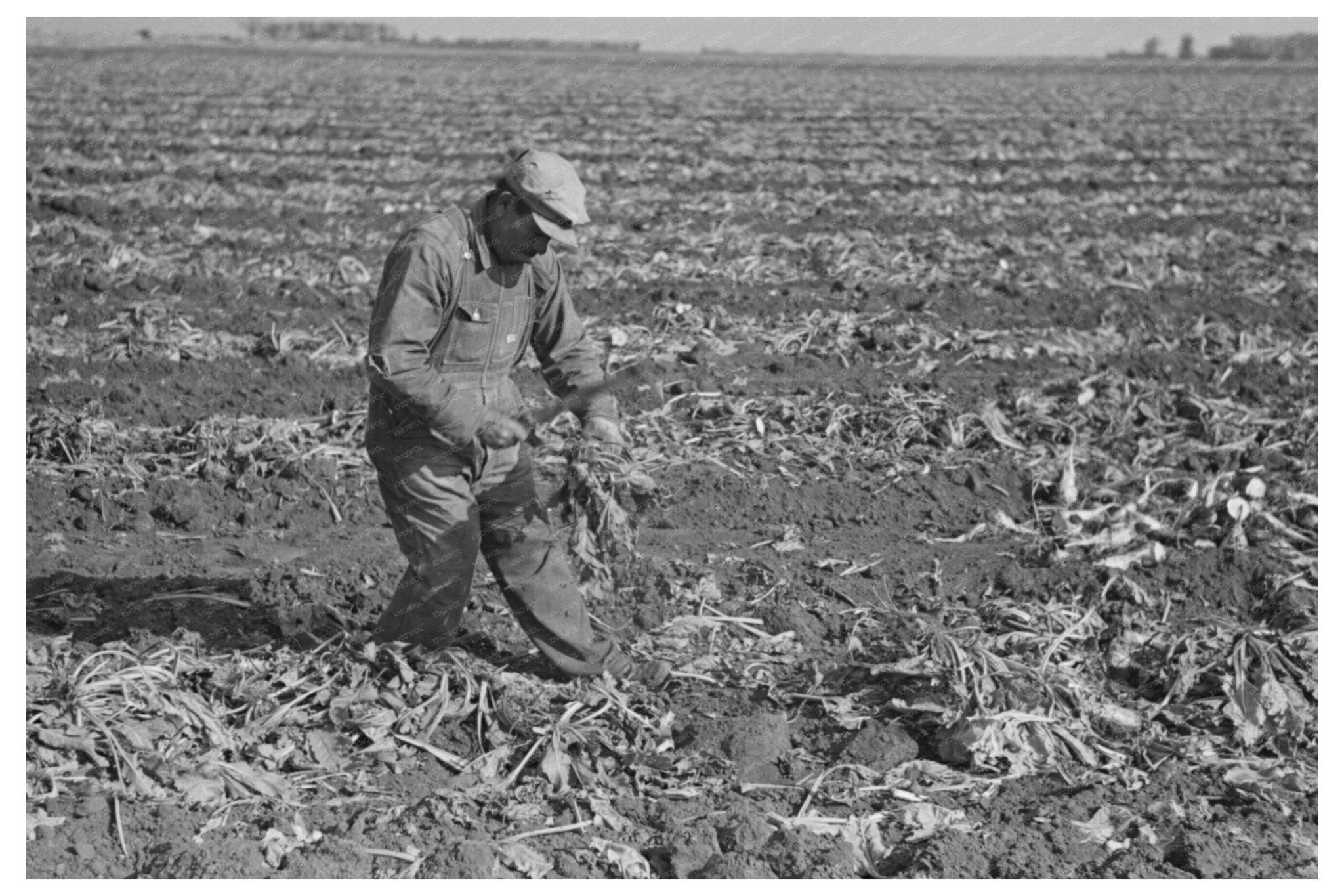 1937 Vintage Photograph of Sugar Beet Topping in Minnesota - Available at KNOWOL