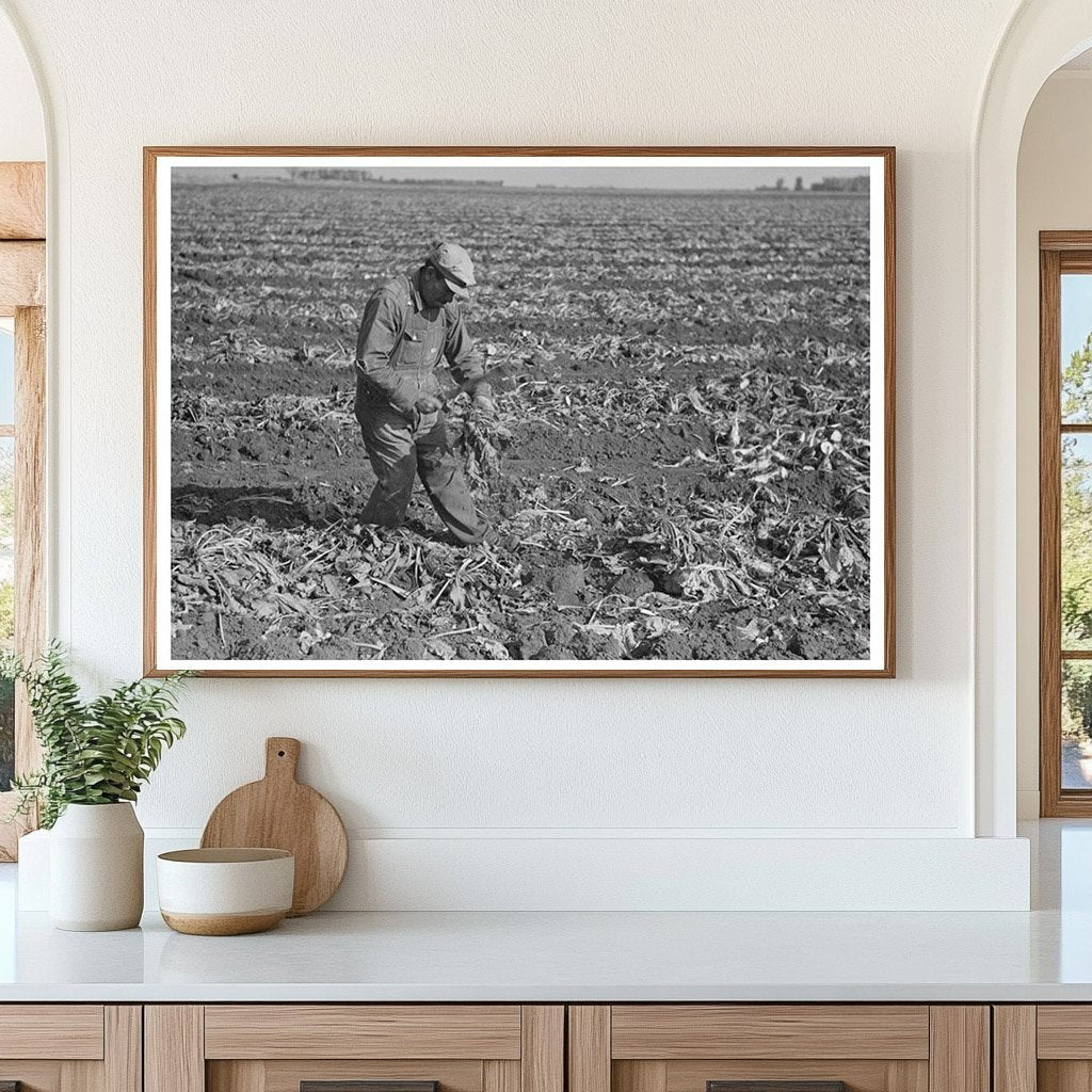 1937 Vintage Photograph of Sugar Beet Topping in Minnesota - Available at KNOWOL