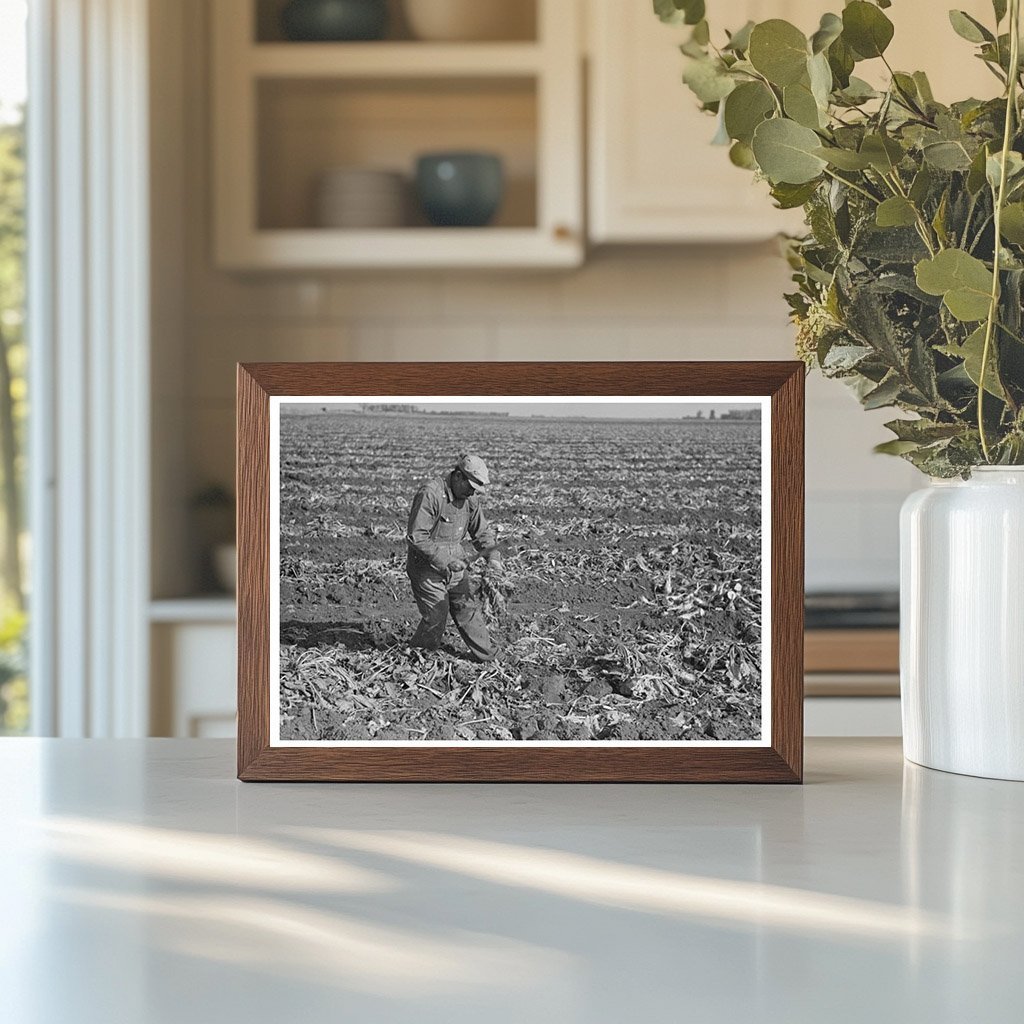 1937 Vintage Photograph of Sugar Beet Topping in Minnesota - Available at KNOWOL