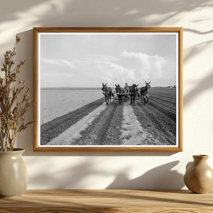 1937 West Texas Farmer Replanting Cotton After Rains - Available at KNOWOL