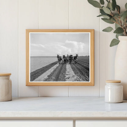 1937 West Texas Farmer Replanting Cotton After Rains - Available at KNOWOL