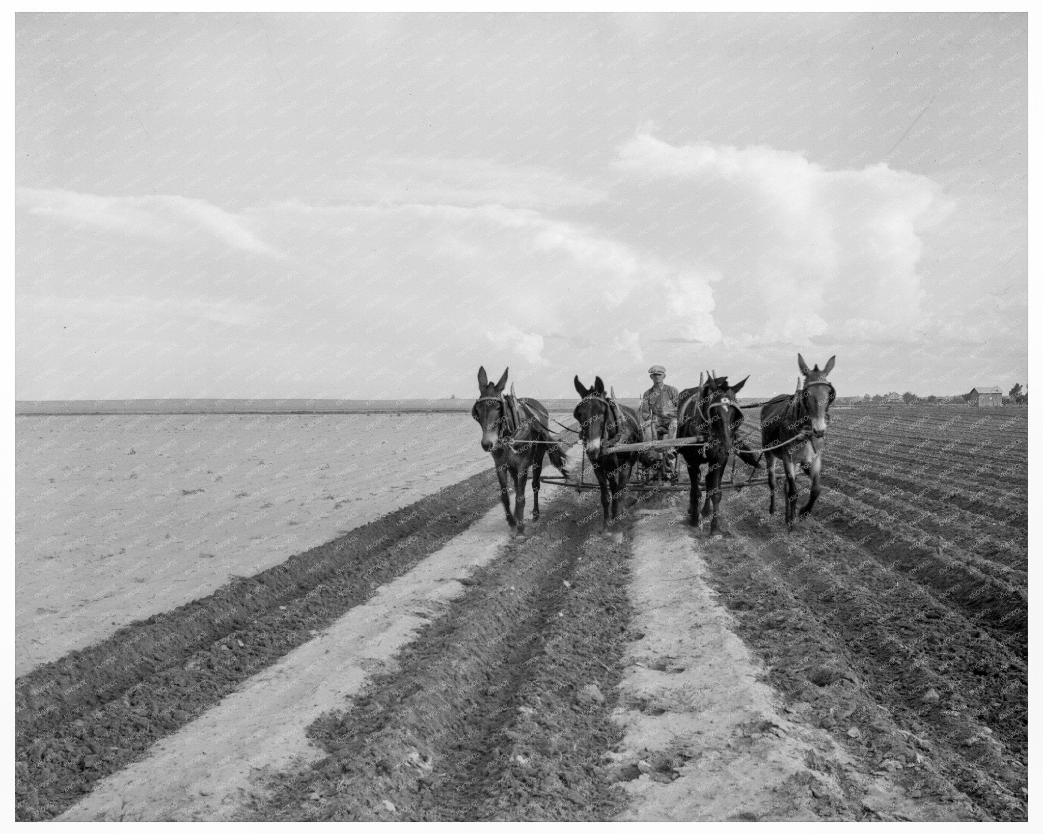 1937 West Texas Farmer Replanting Cotton After Rains - Available at KNOWOL