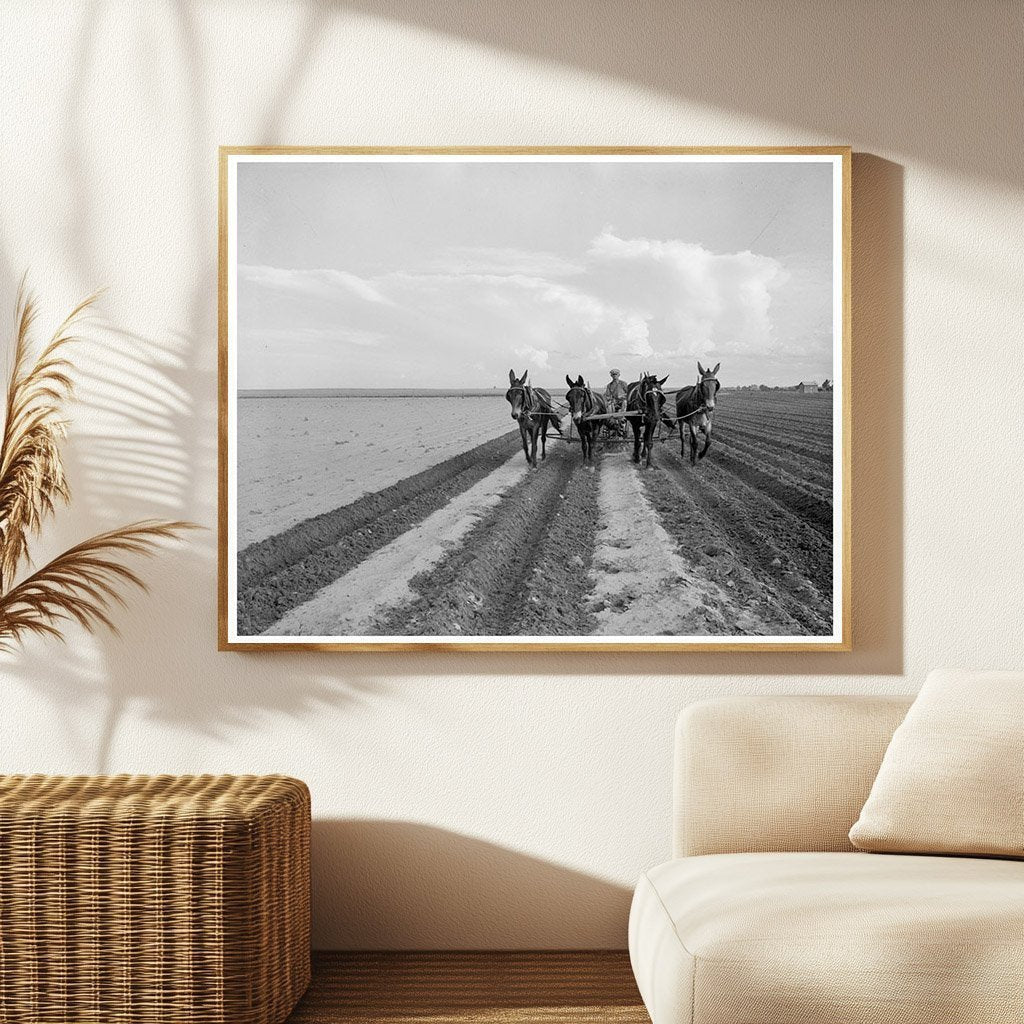 1937 West Texas Farmer Replanting Cotton After Rains - Available at KNOWOL