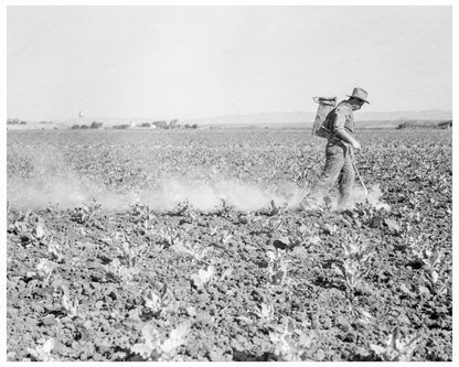 1937 Workers Dusting Cauliflower in Santa Maria California - Available at KNOWOL