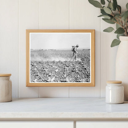 1937 Workers Dusting Cauliflower in Santa Maria California - Available at KNOWOL