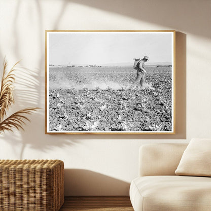 1937 Workers Dusting Cauliflower in Santa Maria California - Available at KNOWOL