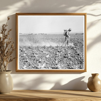 1937 Workers Dusting Cauliflower in Santa Maria California - Available at KNOWOL