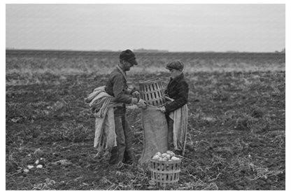 1937 Workers Filling Potato Bags East Grand Forks Minnesota - Available at KNOWOL