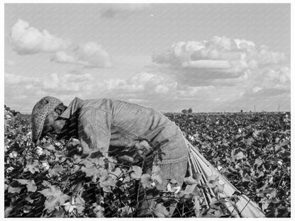 1938 Cotton Picking Migratory Workers in San Joaquin Valley - Available at KNOWOL