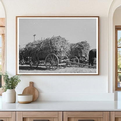 1938 Farmer on Horse Pulling Sugarcane in Louisiana - Available at KNOWOL