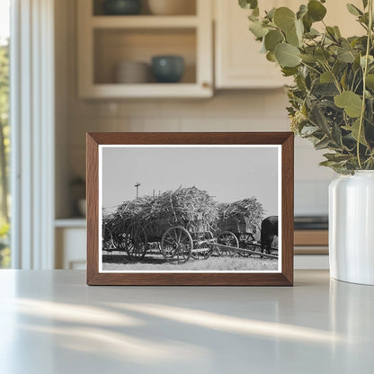 1938 Farmer on Horse Pulling Sugarcane in Louisiana - Available at KNOWOL