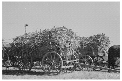 1938 Farmer on Horse Pulling Sugarcane in Louisiana - Available at KNOWOL