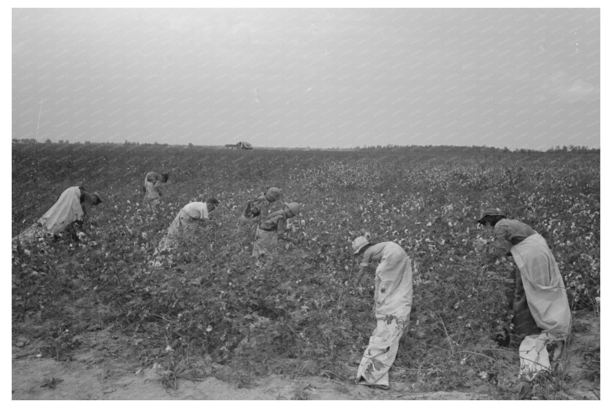 1938 Lake Dick Cooperative Cotton Picking in Arkansas - Available at KNOWOL